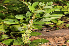 Indigofera santapaui
